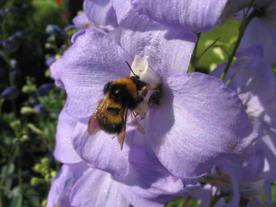 Hummel_F.jpg