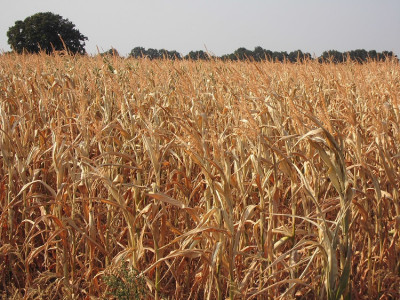 DSCI0797 - Kopie.JPG