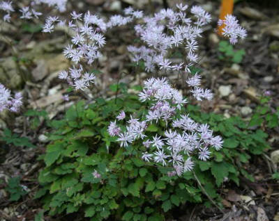 IMG_1650_eThalictrum_kiusianum.JPG