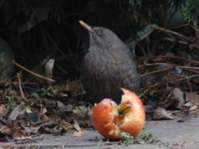 amsel_80.jpg