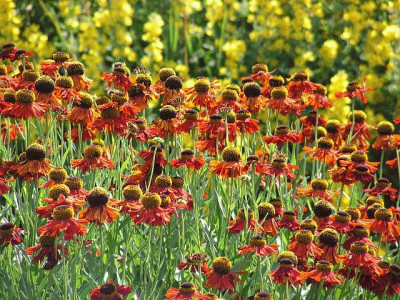 helenium_kupferzwerg.jpg