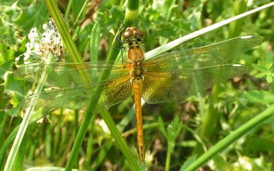 Sympetrum_flaveolum_-_Gefleckte_Heidelibelle_m02.jpg