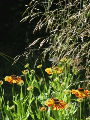 helenium_Waltraud.jpg