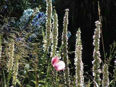 Verbascum_chaixii-.jpg