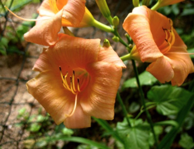 new_UBO_Hem_4.jpg