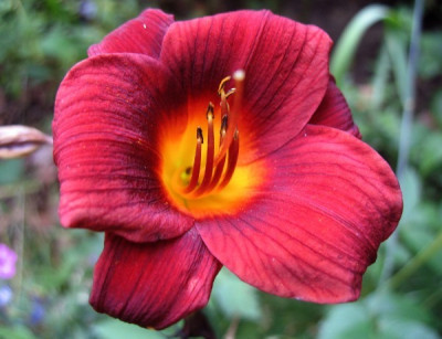 new_UBO_Hem_6.jpg