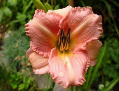 new_UBO_Hem_7II.jpg