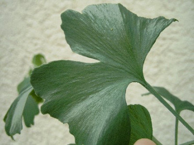 Gingko-004.jpg