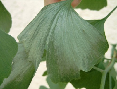 Gingko-005.jpg