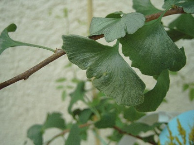 Gingko-006.jpg