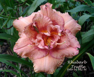 Imgp8705-RhubarbTruffle.jpg