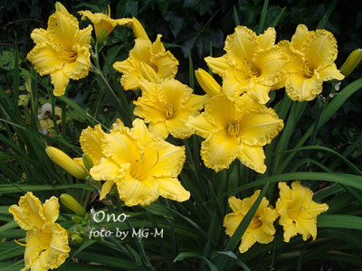 Imgp8774-Ono.jpg