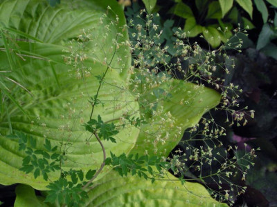 thalictrum_minus_1.jpg