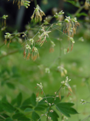 thalictrum_minus_2.jpg
