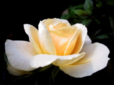 new_Lions_rose.jpg