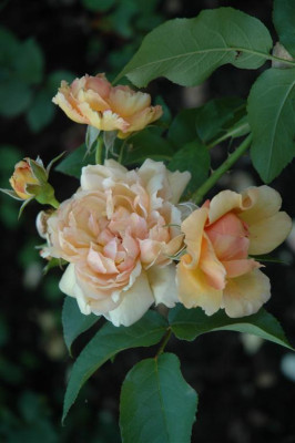 A0421_Large.JPG