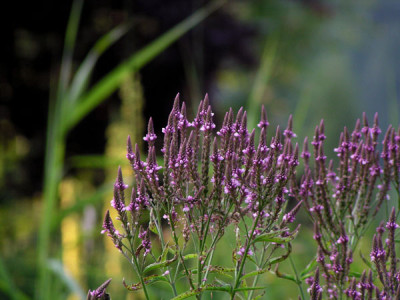 verbena_hastata.jpg