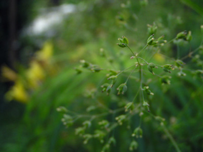 gruen_thalictrum.jpg