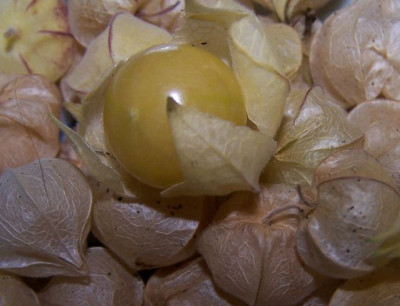 physalis_ernte.jpg