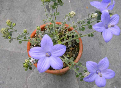 13.7.06._Campanula_fragilis_026.JPG