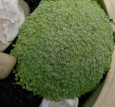 13.7.06._Arenaria_alvacandensis__001.JPG