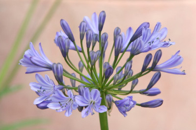 Agapanthus-Juli06-01.jpg