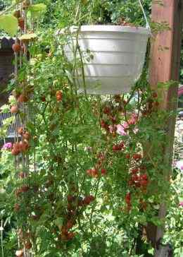 Small_Eggs_____90.jpg