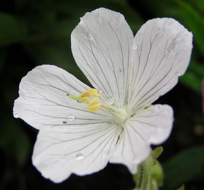 pratense_albiflorum_juni.jpg