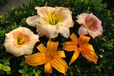 2015_0814HemsVergleich0107.JPG