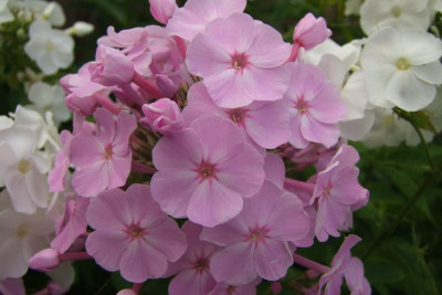 2015_0814HemsVergleich0023.jpg
