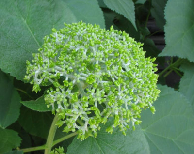 HORT_MO_1007_I.jpg