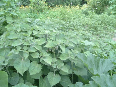 Andenbeeren_am_12.7..jpg