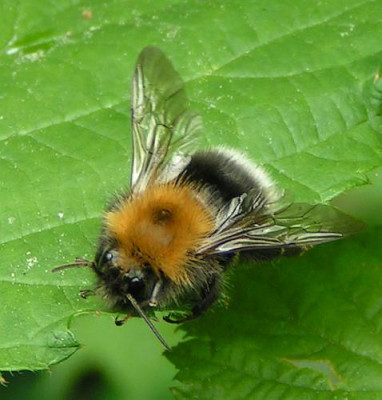 Bombus_hypnorum_-_Baumhummel_01.jpg