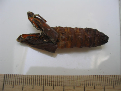 124_2432Puppe2.jpg