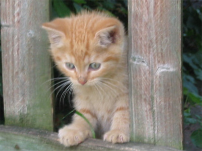 187-8774a_IMG.jpg
