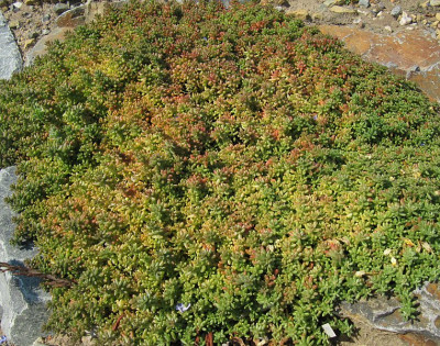 IMG_5766_Sedum_14Aug2015_.jpg
