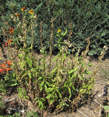 IMG_5740_Helenium_14Aug2015_.jpg