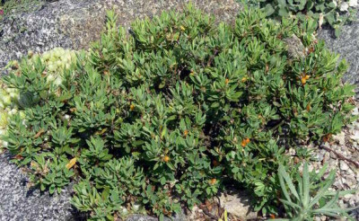 Daphne_oleoides_2006-07-09.JPG