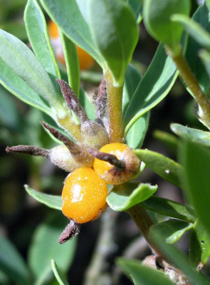 Daphne_oleoides_Fruchte_2006-07-09.JPG