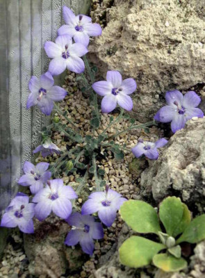 Campanula_fragilis_2006-07-13.JPG