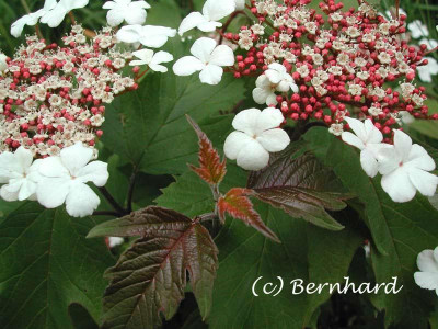 viburnum_sargentii_on_neuau.jpg
