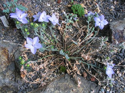 Campanula_fragilis_fars_2006.jpg