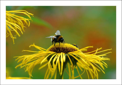 Inula_1_09-07-2006.jpg