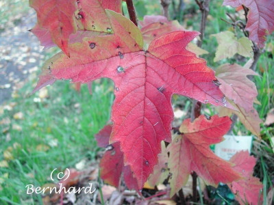 viburnum_sargentii_on_herbs.jpg