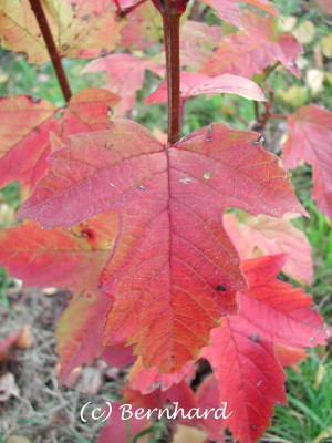 viburnum_sargentii_on_herb1.jpg