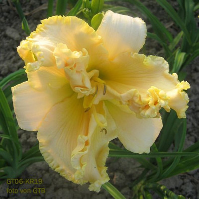 GT06-KR19__2300_r11.jpg