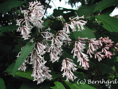 syringa_unbek_1.jpg