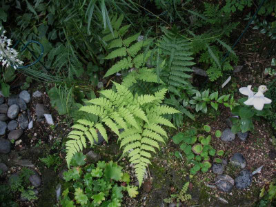 Diplazium hachijoense  ...  14.8.15 003.jpg