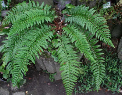 Polystichum cystostegia  ...  14.8.15 048.jpg