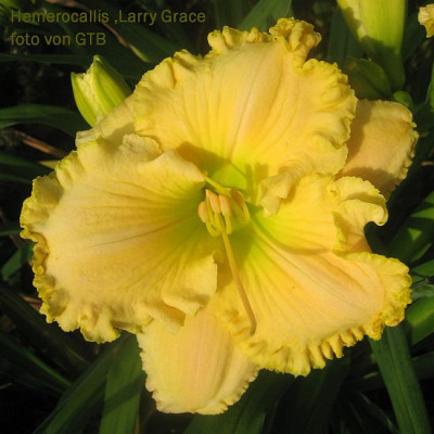 Larry_Grace_2257_r11.jpg